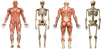 Osteopatik Teknikler